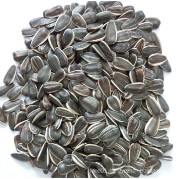 Bird Seed of Sunflower Seeds From Jngogo